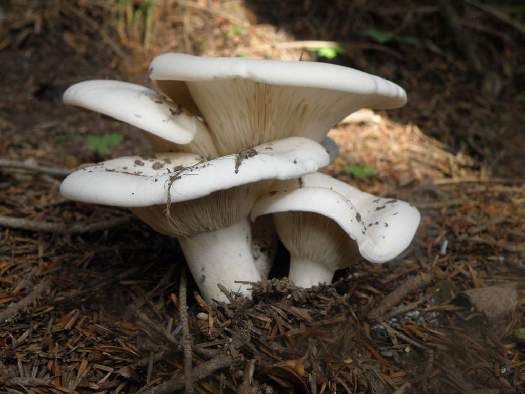 Clitocybe ?